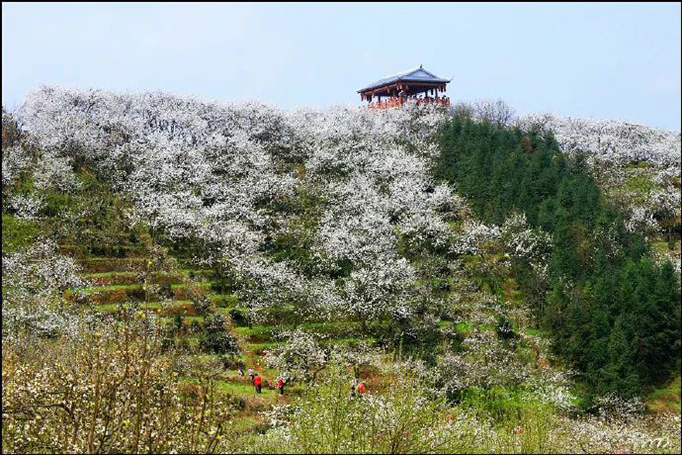 【春天，广西桂林灌阳县向您发出邀请！】我们在灌阳看梨花 - 游山玩水 - 平顶山生活社区 - 平顶山28生活网 pds.28life.net