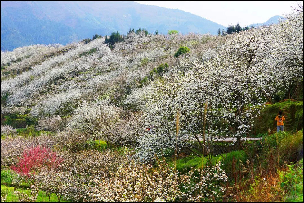 【春天，广西桂林灌阳县向您发出邀请！】我们在灌阳看梨花 - 游山玩水 - 平顶山生活社区 - 平顶山28生活网 pds.28life.net