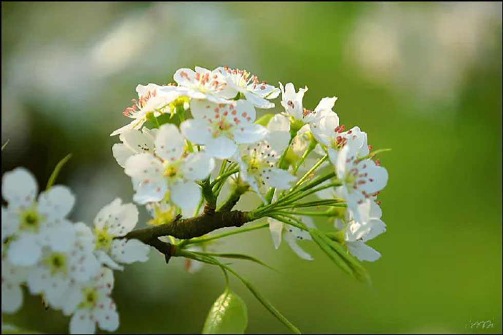 【春天，广西桂林灌阳县向您发出邀请！】我们在灌阳看梨花 - 游山玩水 - 平顶山生活社区 - 平顶山28生活网 pds.28life.net