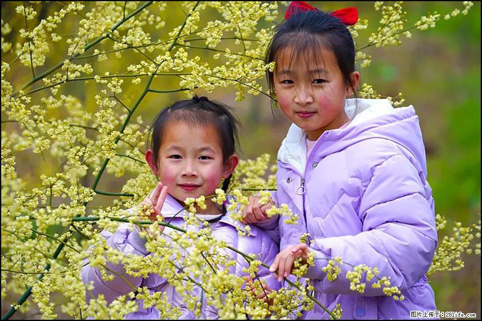 【春天，广西桂林灌阳县向您发出邀请！】米珠山前有片山苍子花在飘香 - 游山玩水 - 平顶山生活社区 - 平顶山28生活网 pds.28life.net