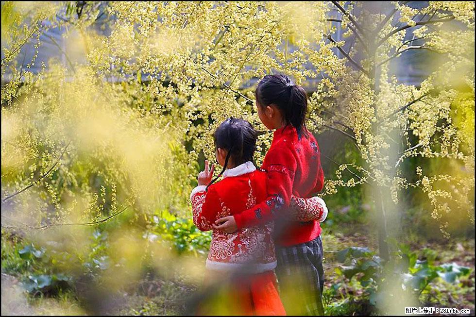 【春天，广西桂林灌阳县向您发出邀请！】米珠山前有片山苍子花在飘香 - 游山玩水 - 平顶山生活社区 - 平顶山28生活网 pds.28life.net