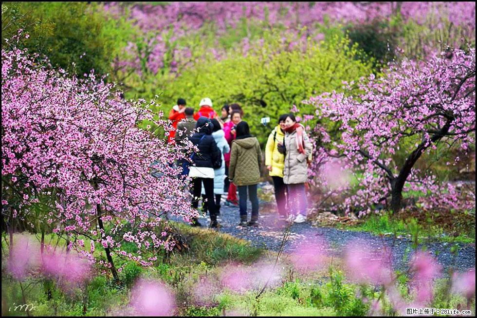 【春天，广西桂林灌阳县向您发出邀请！】官庄村有个醉美的桃花园 - 游山玩水 - 平顶山生活社区 - 平顶山28生活网 pds.28life.net