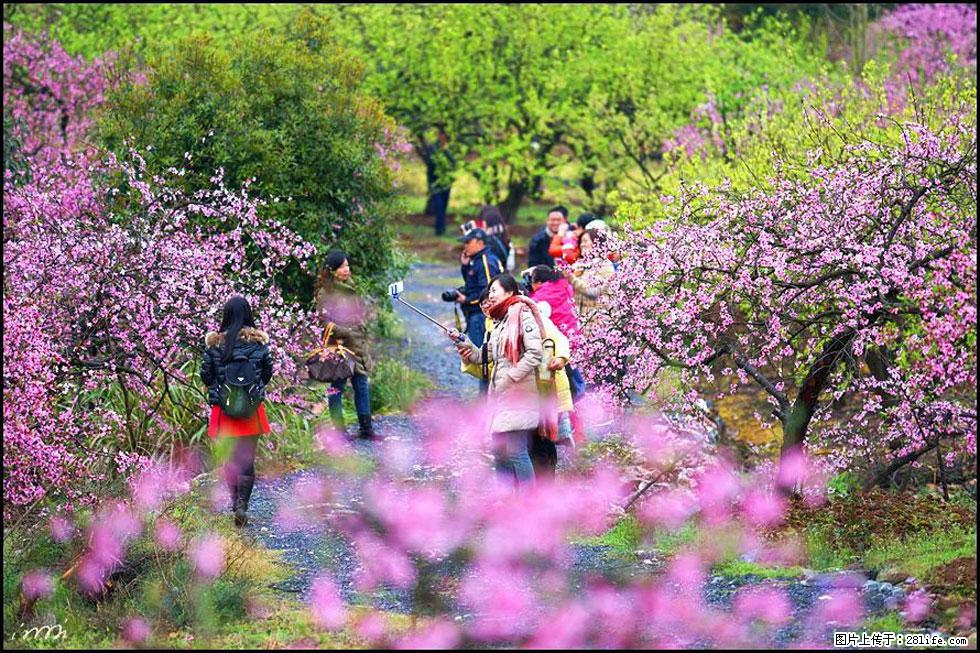 【春天，广西桂林灌阳县向您发出邀请！】官庄村有个醉美的桃花园 - 游山玩水 - 平顶山生活社区 - 平顶山28生活网 pds.28life.net