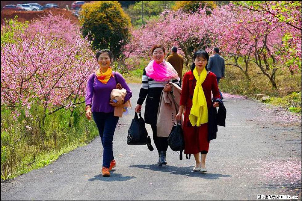 【春天，广西桂林灌阳县向您发出邀请！】官庄村有个醉美的桃花园 - 游山玩水 - 平顶山生活社区 - 平顶山28生活网 pds.28life.net