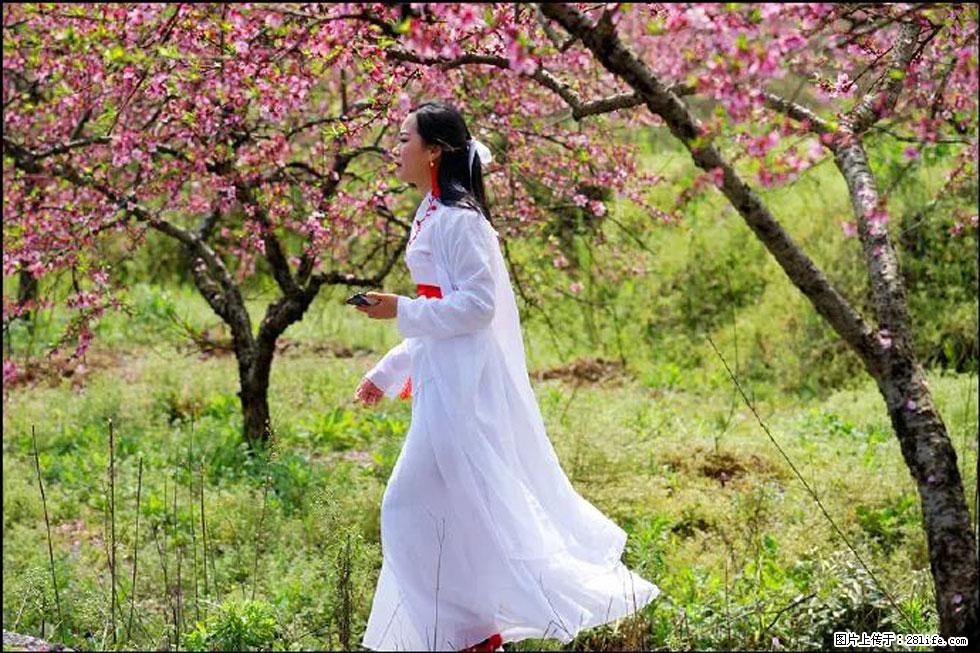 【春天，广西桂林灌阳县向您发出邀请！】官庄村有个醉美的桃花园 - 游山玩水 - 平顶山生活社区 - 平顶山28生活网 pds.28life.net