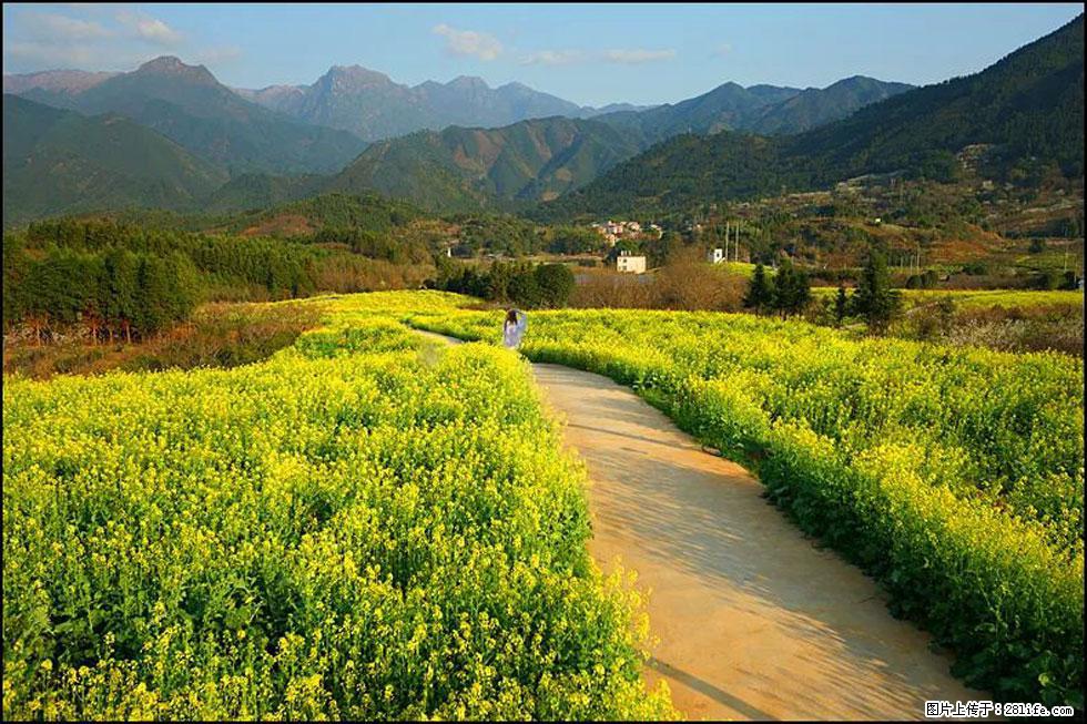 【春天，广西桂林灌阳县向您发出邀请！】长坪村油菜盛情花开 - 游山玩水 - 平顶山生活社区 - 平顶山28生活网 pds.28life.net