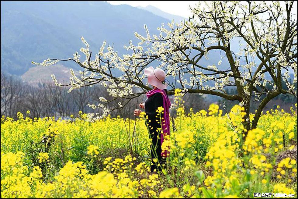 【春天，广西桂林灌阳县向您发出邀请！】长坪村油菜盛情花开 - 游山玩水 - 平顶山生活社区 - 平顶山28生活网 pds.28life.net