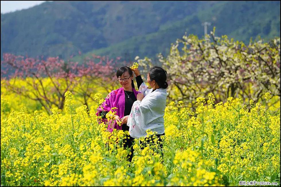 【春天，广西桂林灌阳县向您发出邀请！】长坪村油菜盛情花开 - 游山玩水 - 平顶山生活社区 - 平顶山28生活网 pds.28life.net