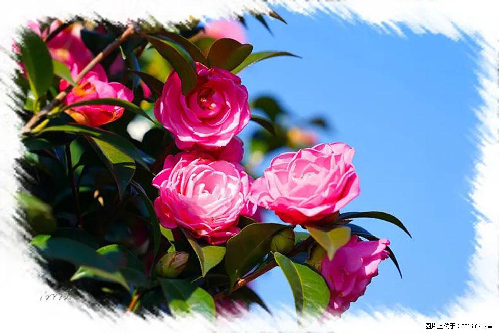【春天，广西桂林灌阳县向您发出邀请！】杨柳井茶花惹人爱 - 游山玩水 - 平顶山生活社区 - 平顶山28生活网 pds.28life.net
