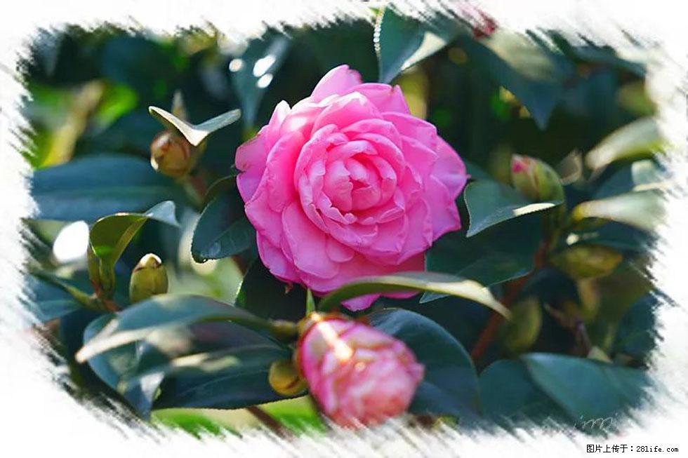 【春天，广西桂林灌阳县向您发出邀请！】杨柳井茶花惹人爱 - 游山玩水 - 平顶山生活社区 - 平顶山28生活网 pds.28life.net
