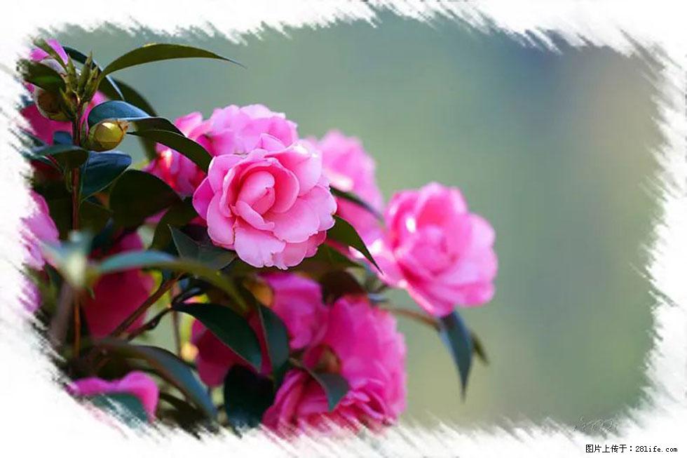 【春天，广西桂林灌阳县向您发出邀请！】杨柳井茶花惹人爱 - 游山玩水 - 平顶山生活社区 - 平顶山28生活网 pds.28life.net