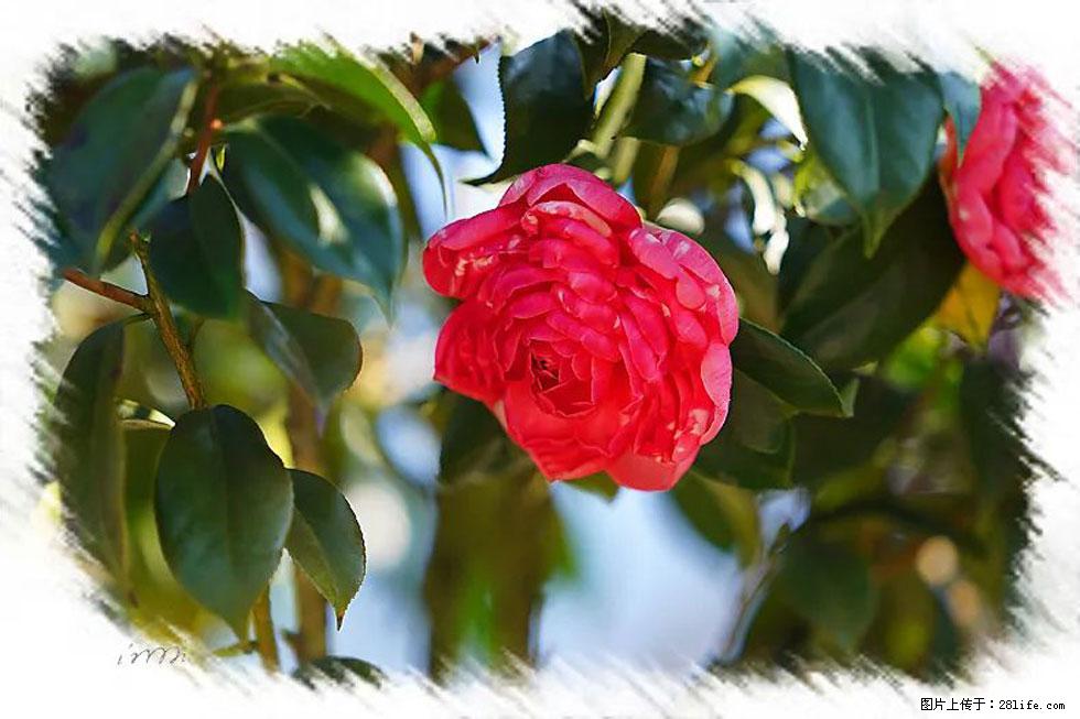 【春天，广西桂林灌阳县向您发出邀请！】杨柳井茶花惹人爱 - 游山玩水 - 平顶山生活社区 - 平顶山28生活网 pds.28life.net