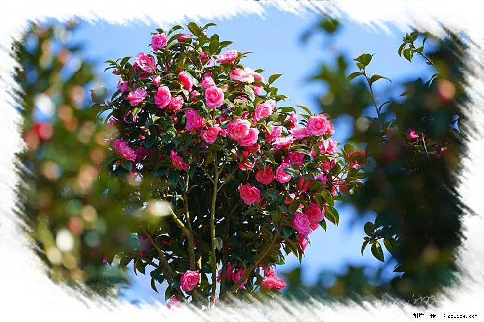 【春天，广西桂林灌阳县向您发出邀请！】杨柳井茶花惹人爱 - 游山玩水 - 平顶山生活社区 - 平顶山28生活网 pds.28life.net