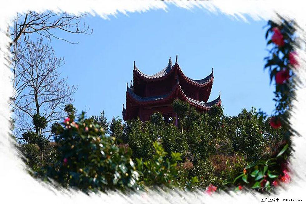 【春天，广西桂林灌阳县向您发出邀请！】杨柳井茶花惹人爱 - 游山玩水 - 平顶山生活社区 - 平顶山28生活网 pds.28life.net