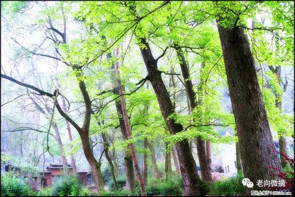 【春天，广西桂林灌阳县向您发出邀请！】在小龙村与春天约会 - 游山玩水 - 平顶山生活社区 - 平顶山28生活网 pds.28life.net