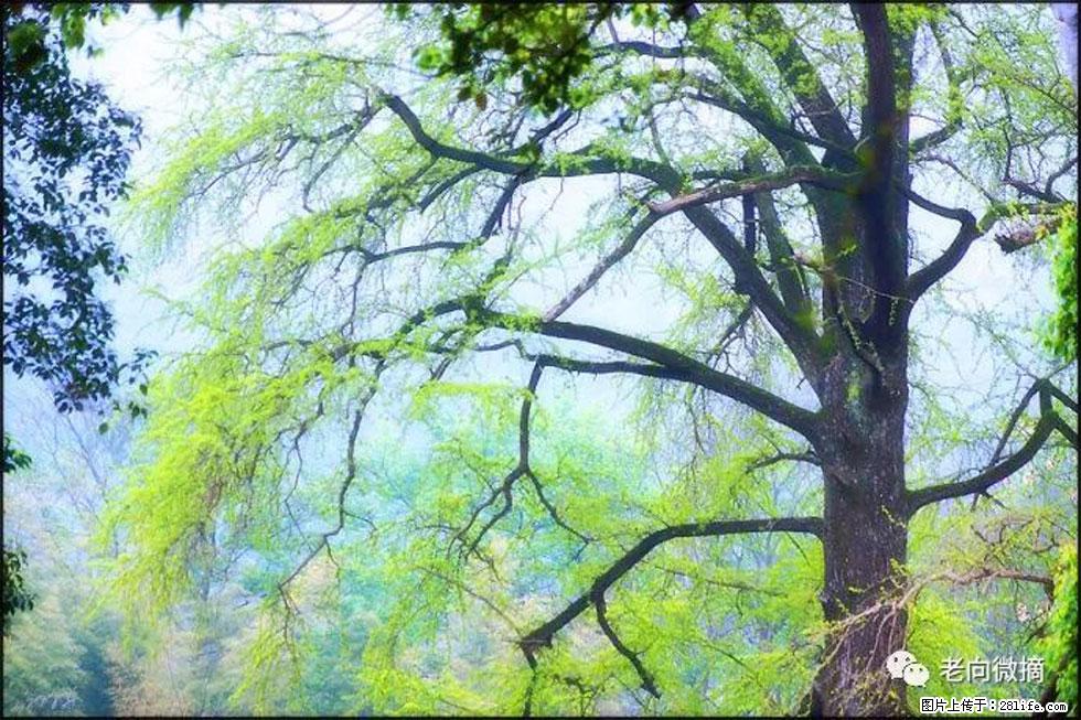 【春天，广西桂林灌阳县向您发出邀请！】在小龙村与春天约会 - 游山玩水 - 平顶山生活社区 - 平顶山28生活网 pds.28life.net