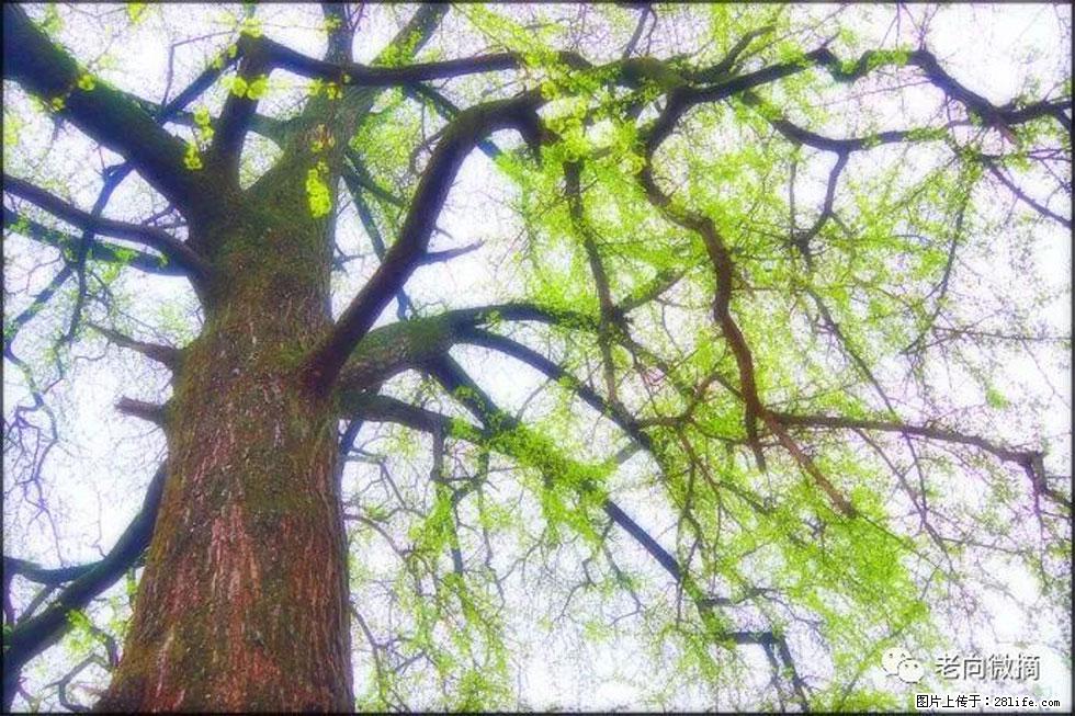 【春天，广西桂林灌阳县向您发出邀请！】在小龙村与春天约会 - 游山玩水 - 平顶山生活社区 - 平顶山28生活网 pds.28life.net