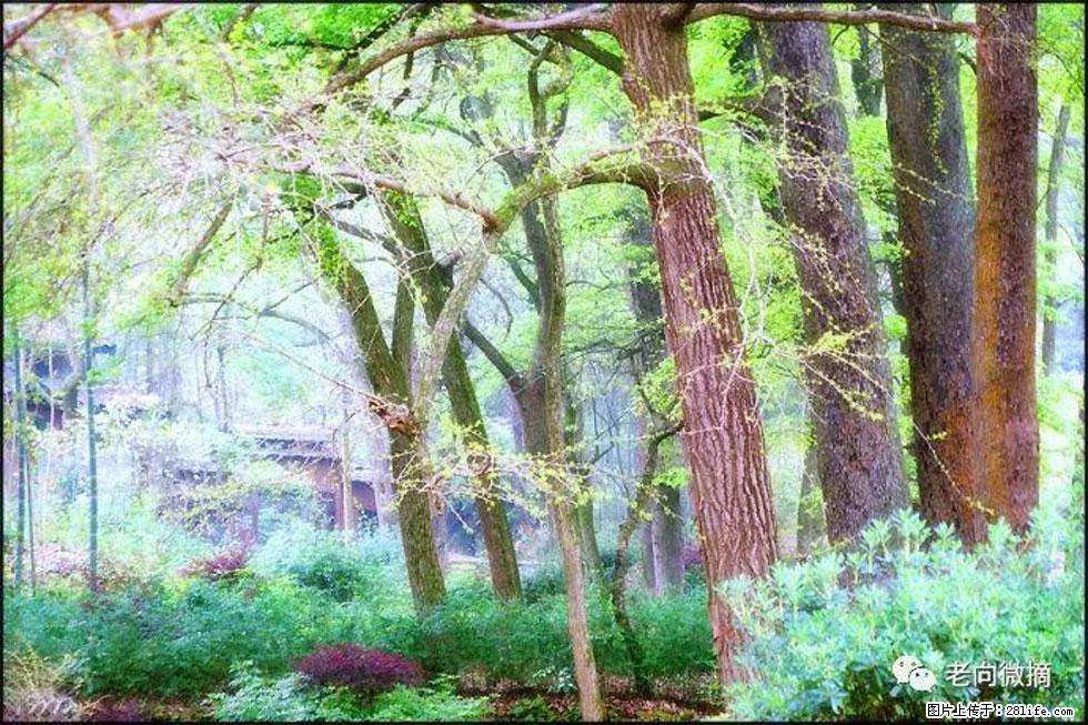 【春天，广西桂林灌阳县向您发出邀请！】在小龙村与春天约会 - 游山玩水 - 平顶山生活社区 - 平顶山28生活网 pds.28life.net