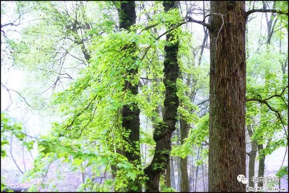 【春天，广西桂林灌阳县向您发出邀请！】在小龙村与春天约会 - 游山玩水 - 平顶山生活社区 - 平顶山28生活网 pds.28life.net