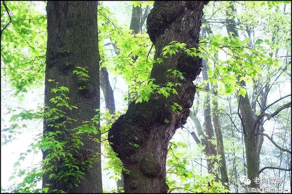 【春天，广西桂林灌阳县向您发出邀请！】在小龙村与春天约会 - 游山玩水 - 平顶山生活社区 - 平顶山28生活网 pds.28life.net