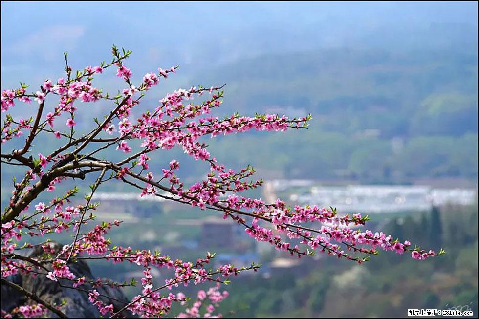【春天，广西桂林灌阳县向您发出邀请！】望月岭上桃花开 - 游山玩水 - 平顶山生活社区 - 平顶山28生活网 pds.28life.net