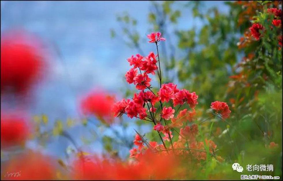 【春天，广西桂林灌阳县向您发出邀请！】登麒麟山，相约映山红 - 游山玩水 - 平顶山生活社区 - 平顶山28生活网 pds.28life.net