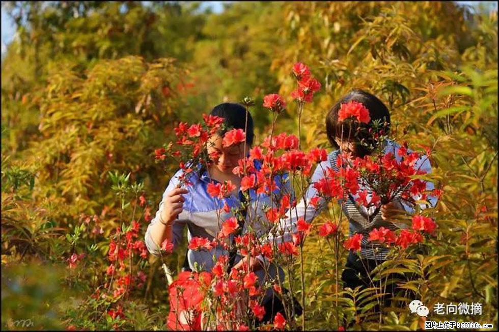【春天，广西桂林灌阳县向您发出邀请！】登麒麟山，相约映山红 - 游山玩水 - 平顶山生活社区 - 平顶山28生活网 pds.28life.net