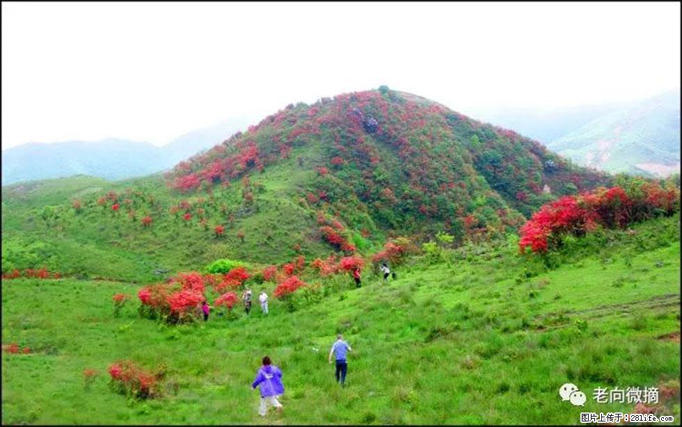 【春天，广西桂林灌阳县向您发出邀请！】宝盖山上映山红 - 游山玩水 - 平顶山生活社区 - 平顶山28生活网 pds.28life.net