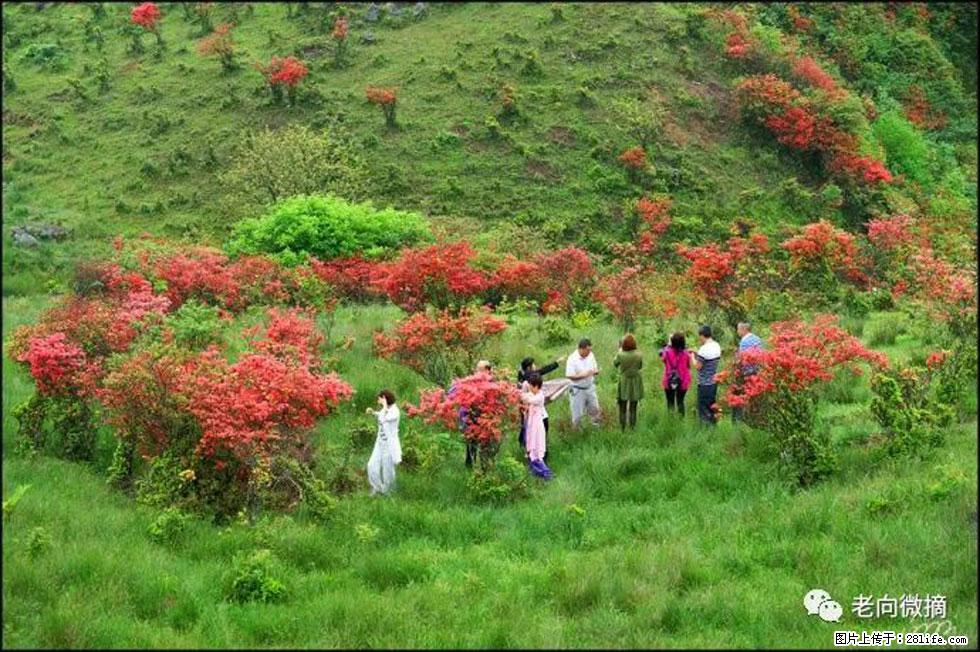 【春天，广西桂林灌阳县向您发出邀请！】宝盖山上映山红 - 游山玩水 - 平顶山生活社区 - 平顶山28生活网 pds.28life.net