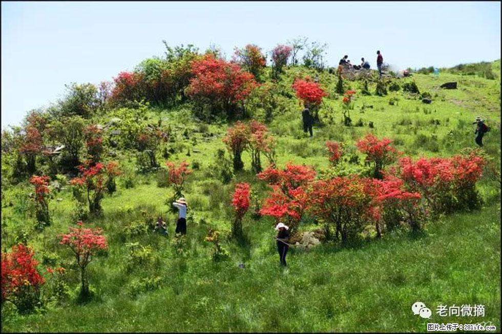 【春天，广西桂林灌阳县向您发出邀请！】宝盖山上映山红 - 游山玩水 - 平顶山生活社区 - 平顶山28生活网 pds.28life.net