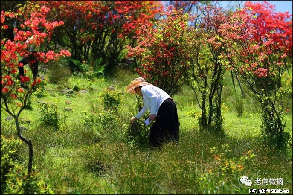 【春天，广西桂林灌阳县向您发出邀请！】宝盖山上映山红 - 游山玩水 - 平顶山生活社区 - 平顶山28生活网 pds.28life.net