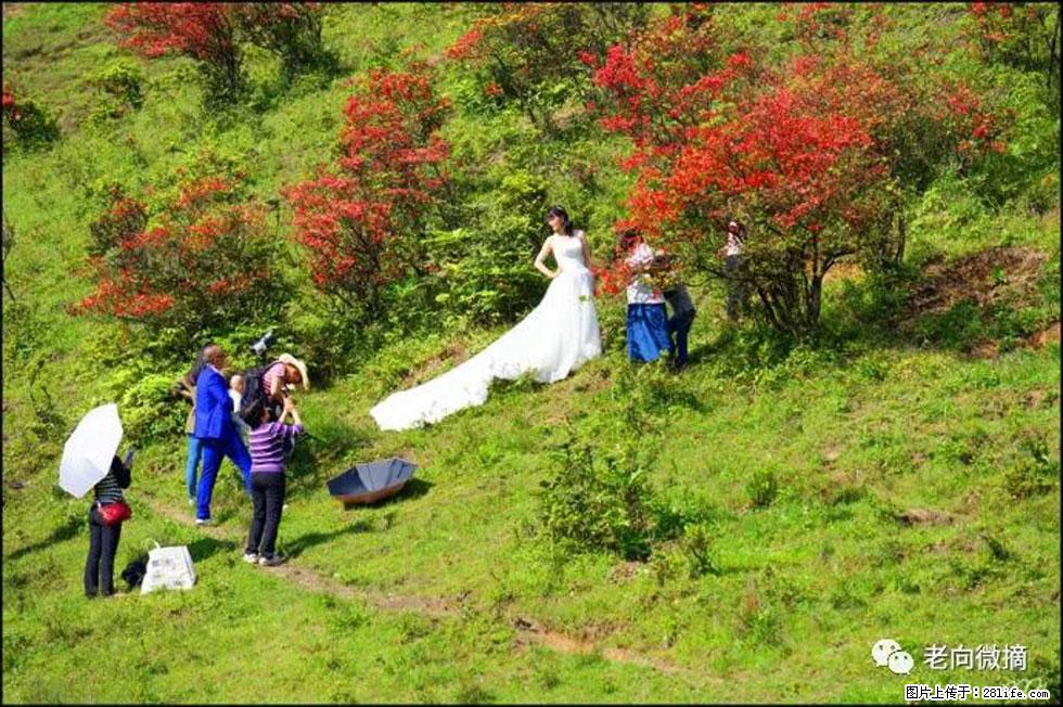【春天，广西桂林灌阳县向您发出邀请！】宝盖山上映山红 - 游山玩水 - 平顶山生活社区 - 平顶山28生活网 pds.28life.net