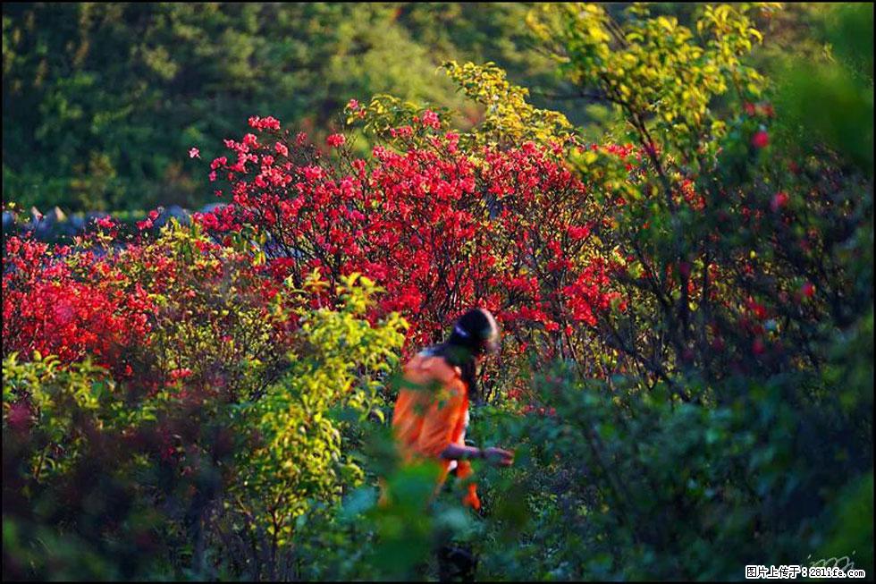 【春天，广西桂林灌阳县向您发出邀请！】春木界上映山红 - 游山玩水 - 平顶山生活社区 - 平顶山28生活网 pds.28life.net