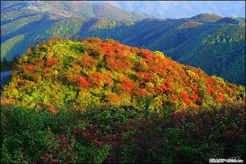 【春天，广西桂林灌阳县向您发出邀请！】春木界上映山红 - 游山玩水 - 平顶山生活社区 - 平顶山28生活网 pds.28life.net