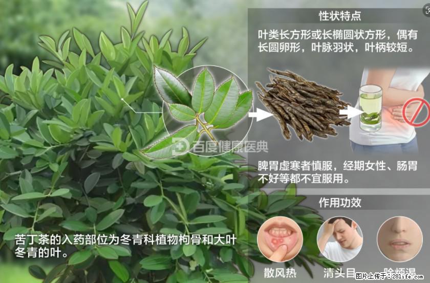 苦丁茶有哪些功效和作用 - 生活百科 - 平顶山生活社区 - 平顶山28生活网 pds.28life.net