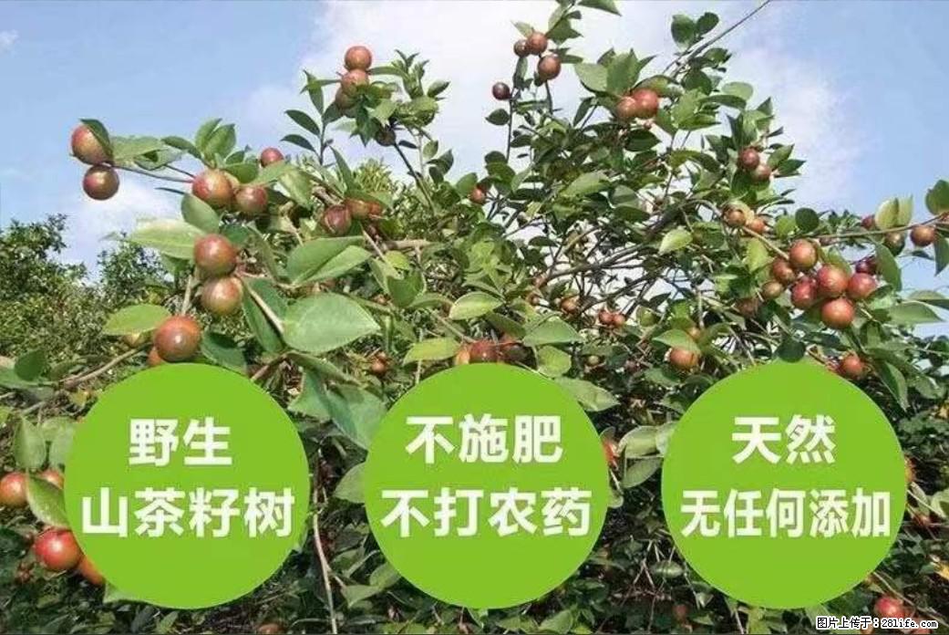 【灌阳县油茶产业示范区】一个有着充实的精神生活的人，对待身外之物自会有一种淡泊的态度 - 美食天地 - 平顶山生活社区 - 平顶山28生活网 pds.28life.net