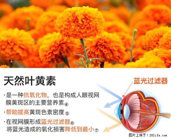 叶黄素有什么功效和作用 - 生活百科 - 平顶山生活社区 - 平顶山28生活网 pds.28life.net