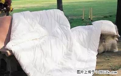 被子有异味？只要这样做，比晒太阳还强100倍！ - 家居生活 - 平顶山生活社区 - 平顶山28生活网 pds.28life.net
