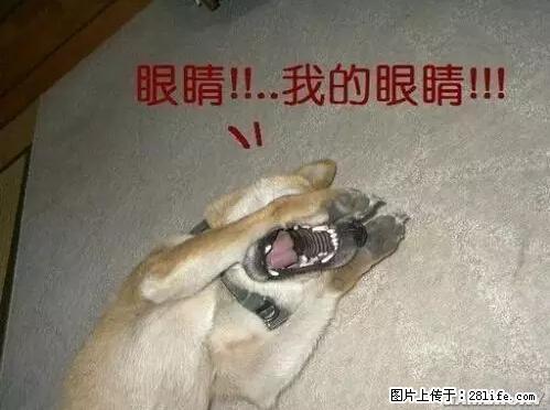 笑癫了！一女的怀孕三年未生，他终于忍不住了... - 娱乐八卦 - 平顶山生活社区 - 平顶山28生活网 pds.28life.net