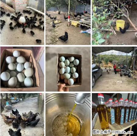 油茶园从小鸡仔开始养起的纯土鸡、土鸡蛋可以预定啦！还有前几天刚榨的纯山茶油哦 - 美食天地 - 平顶山生活社区 - 平顶山28生活网 pds.28life.net