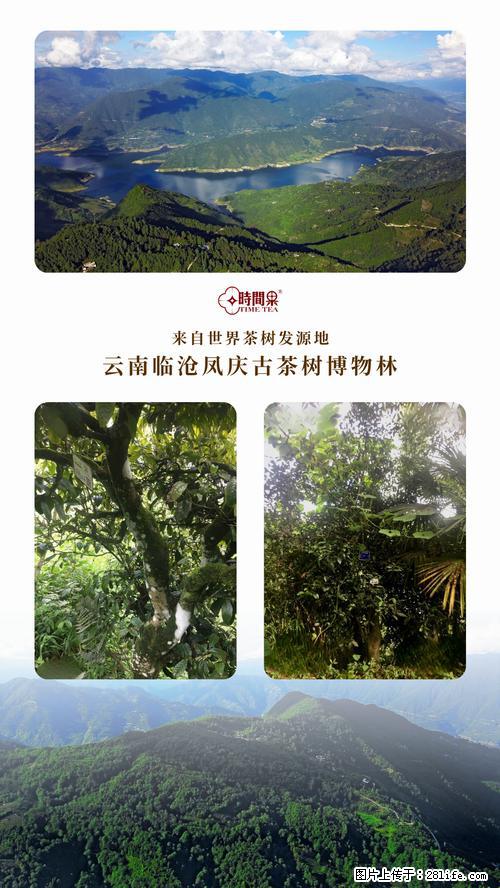 时间果百年古树2025年春红茶 - 购物交流 - 平顶山生活社区 - 平顶山28生活网 pds.28life.net
