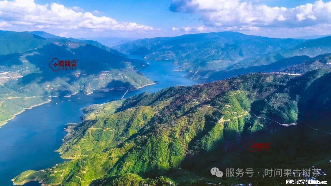 时间果百年古树龙珠普洱生茶 - 购物交流 - 平顶山生活社区 - 平顶山28生活网 pds.28life.net