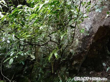 平乐石崖茶，珍贵仅次于金花茶 - 平顶山生活资讯 - 平顶山28生活网 pds.28life.net