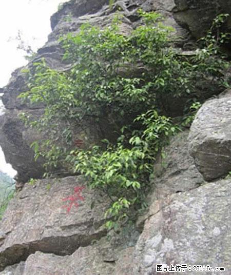 平乐石崖茶，珍贵仅次于金花茶 - 平顶山生活资讯 - 平顶山28生活网 pds.28life.net