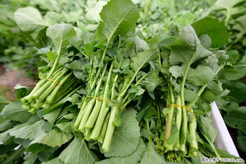 这些蔬菜是“天然钙片”，这6种被医生重点推荐 - 平顶山生活资讯 - 平顶山28生活网 pds.28life.net